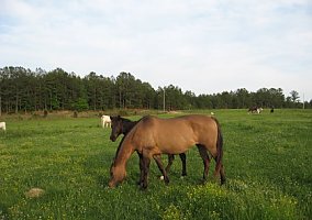 Missouri Fox Trotter (Missouri Fox Trotter, Mare) in Hackleberg, AL