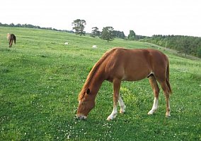 Missouri Fox Trotter (Missouri Fox Trotter, Stallion) in Hackleberg, AL