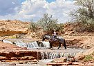 Draft - Horse for Sale in Roosevelt, UT 84066 Draft - Horse for Sale in Roosevelt, UT 84066