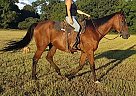 Thoroughbred Gelding for Sale in CUSHING, Texas Thoroughbred Gelding for Sale in CUSHING, Texas