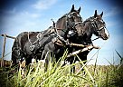 Percheron - Horse for Sale in Dunnville, KY 42528-60 Percheron - Horse for Sale in Dunnville, KY 42528-60