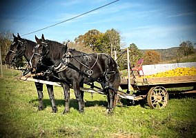 Draft (Percheron, Belgian, Clydesdale, Shire) (Draft (Percheron, Belgian, Clydesdale, Shire), Gelding) in Dunnville, KY