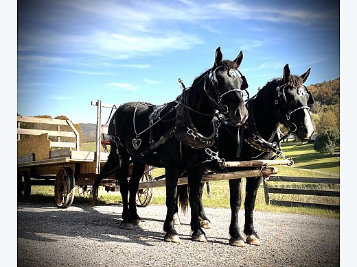 Percheron Team