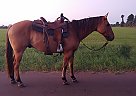 Ranch Rodeo Gelding Dunny