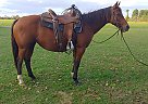 Quarter Horse Mare for Sale in CUSHING, Texas Quarter Horse Mare for Sale in CUSHING, Texas