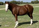 Quarter Horse - Horse for Sale in Snook, TX 77878 Quarter Horse - Horse for Sale in Snook, TX 77878