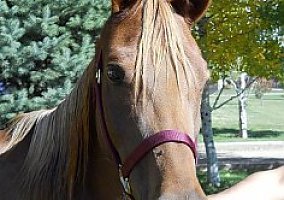 Arabian (Arabian, Mare) in Silt, CO