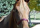 Arabian - Horse for Sale in Silt, CO 81652