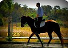 12YO 15.2hh Warmblood Mare Hanoverian Mare