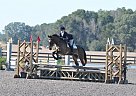 16.1+hh, 9YO Warmblood Jumper Trakehner Gelding