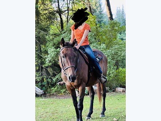 18yr Broke Appendix Gelding