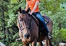 Appendix - Horse for Sale in Marion, WI 54950 Appendix - Horse for Sale in Marion, WI 54950