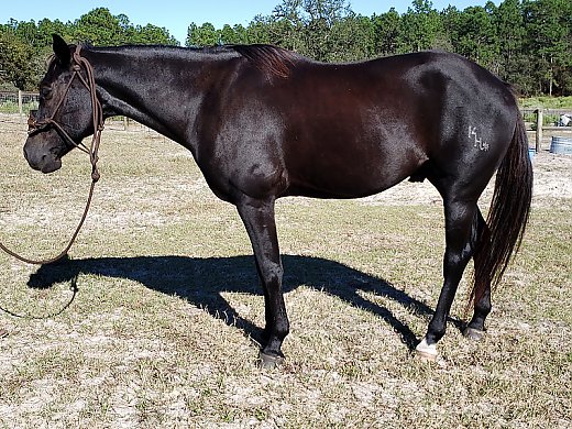 2011 Gelding