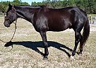Quarter Horse - Horse for Sale in Ocala, FL 34475