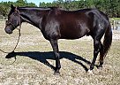 Quarter Horse - Horse for Sale in Ocala, FL 34475 Quarter Horse - Horse for Sale in Ocala, FL 34475