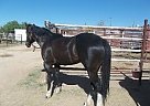 Quarter Horse - Horse for Sale in Corpus Christi, TX 78410