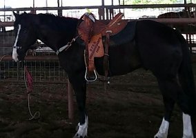 Quarter Horse (Quarter Horse, Gelding) in Corpus Christi, TX