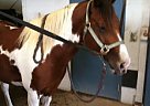 5YO, 14.1hh Paint Gelding Quarter Horse Gelding