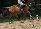 Trakehner - Horse for Sale in Branchton, ON N0B 1L0