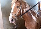 6YO, 14.1hh Palomino Paint Geldi... Quarter Horse Gelding