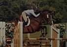 Imported Hanoverian Gelding Jump... Hanoverian Gelding