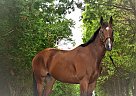 Pumkin - Mare in London, ON Pumkin - Mare in London, ON