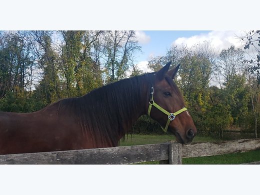 Batilda for Adoption