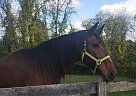 Standardbred - Horse for Sale in Brookville, MD 20833