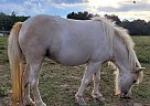 Miniature - Horse for Sale in Lafayette, IN 47905 Miniature - Horse for Sale in Lafayette, IN 47905
