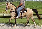Buckskin Gaited Gelding Scotch