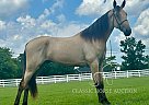 Tennessee Walking - Horse for Sale in , TN 37091