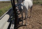 Nikki - Mare in Dumas, TX Nikki - Mare in Dumas, TX