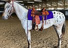Appaloosa - Horse for Sale in Wilmore, KY 40390