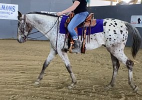 Dsimaindianoutlaw (Appaloosa, Gelding) in Wilmore, KY