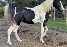 Tennessee Walking - Horse for Sale in Albion, MI 49224-95 Tennessee Walking - Horse for Sale in Albion, MI 49224-95