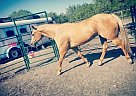 Palomino - Horse for Sale in Corpus Christi, TX 78410