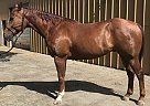 Flit Dr Honor - Gelding in Salinas, CA Flit Dr Honor - Gelding in Salinas, CA