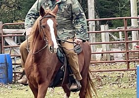 Saddlebred (Saddlebred, Mare) in Abbeville, SC
