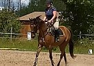 Other - Horse for Sale in Branchton, ON N0B 1L0