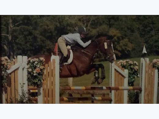 Imported Hanoverian Gelding Jumper for Sale