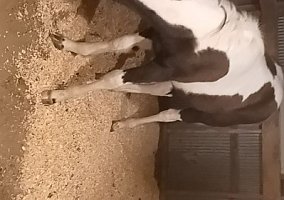 Quarter Horse (Quarter Horse, Mare) in Winchester, VA