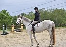 Hanoverian - Horse for Sale in Tuscarora, MD 21790