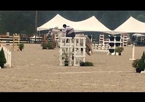 Hanoverian (Hanoverian, Mare) in Tuscarora, MD