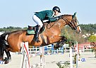 Other - Horse for Sale in Srem, 63-100 Other - Horse for Sale in Srem, 63-100