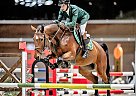Westphalian - Horse for Sale in Gubin, 66-620 Westphalian - Horse for Sale in Gubin, 66-620