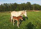 Missouri Fox Trotter Grey Mare f... Missouri Fox Trotter Grey Mare