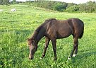 Missouri Fox Trotter Mare for Sa... Missouri Fox Trotter Mare