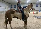 - Gelding in Beecher, IL - Gelding in Beecher, IL