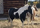 Zeus - Gelding in burns lake, BC Zeus - Gelding in burns lake, BC