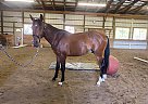 Indy - Gelding in Fennville, MI Indy - Gelding in Fennville, MI